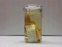 藏品(藍帶笛鯛)的圖片